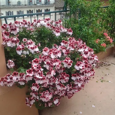 Casa Giulia Daire Roma